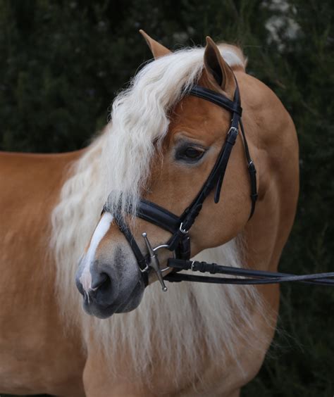Haflinger Magic Vlogs: Taking a Deep Dive into the World of Equine Communication